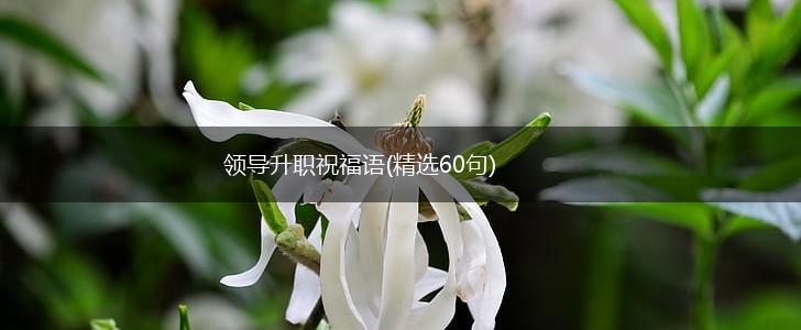 领导升职祝福语(精选60句),第1张