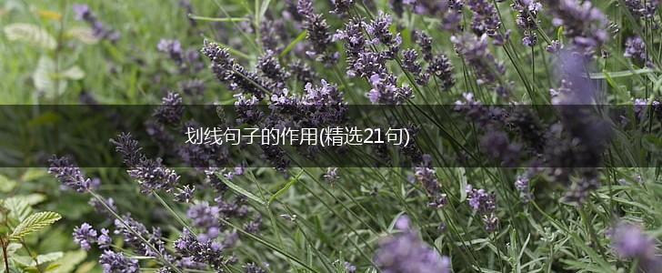 划线句子的作用(精选21句),第1张