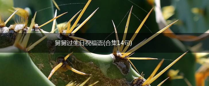 舅舅过生日祝福语(合集14句),第1张 舅舅过生日祝福语(合集14句),第1张