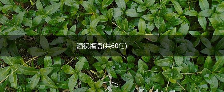 酒祝福语(共60句),第1张