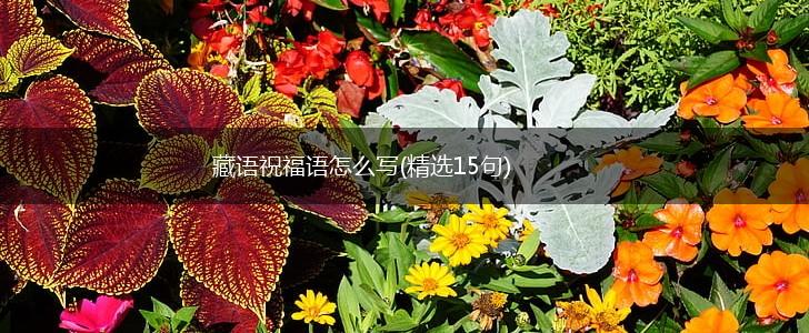 藏语祝福语怎么写(精选15句),第1张