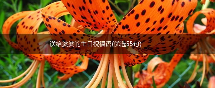 送给婆婆的生日祝福语(优选55句),第1张 送给婆婆的生日祝福语(优选55句),第1张