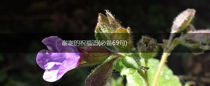 谢谢的祝福语(必备69句),第1张