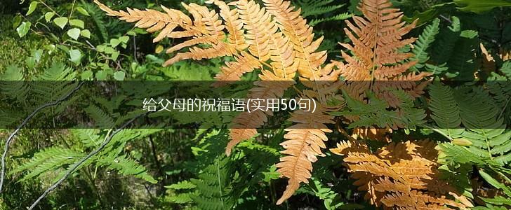 给父母的祝福语(实用50句),第1张