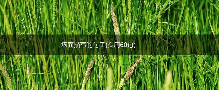 场面描写的句子(实用60句),第1张