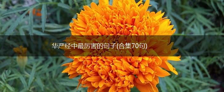 华严经中最厉害的句子(合集70句),第1张