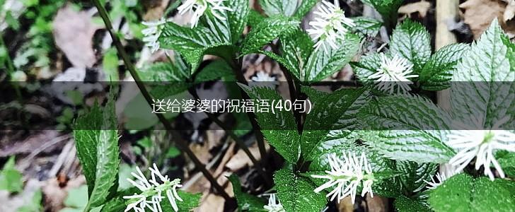 送给婆婆的祝福语(40句),第1张