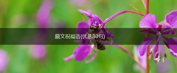 藏文祝福语(优选30句),第1张