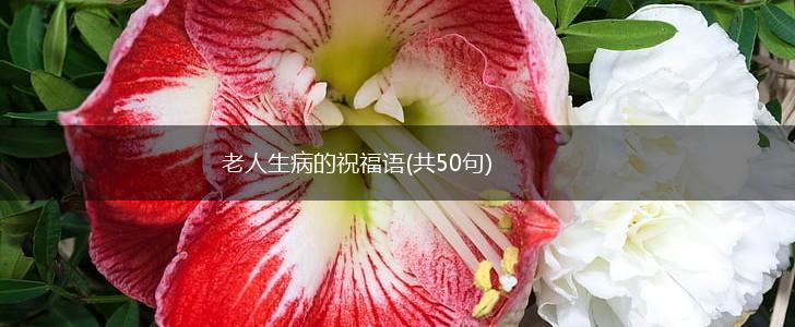 老人生病的祝福语(共50句),第1张