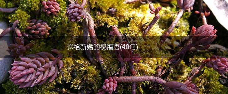 送给新婚的祝福语(40句),第1张