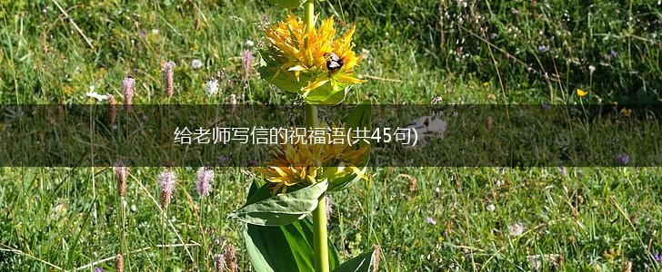 给老师写信的祝福语(共45句),第1张 给老师写信的祝福语(共45句),第1张