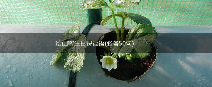 给闺蜜生日祝福语(必备50句),第1张