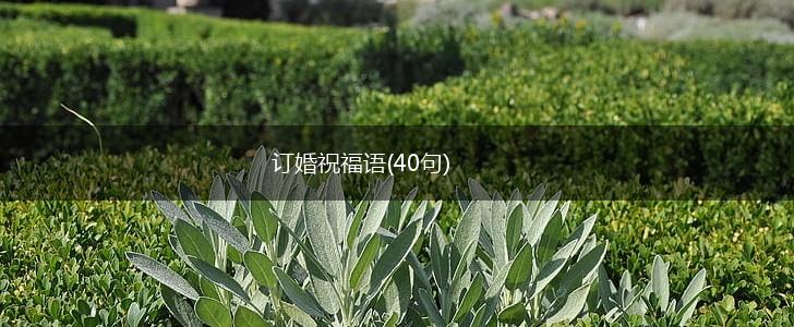 订婚祝福语(40句),第1张
