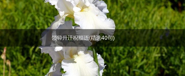 领导升迁祝福语(精选40句),第1张 领导升迁祝福语(精选40句),第1张