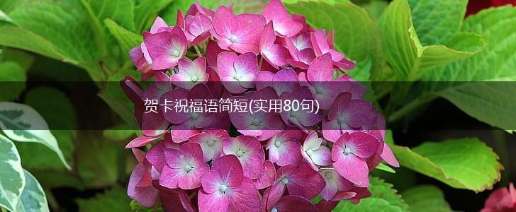 贺卡祝福语简短(实用80句),第1张