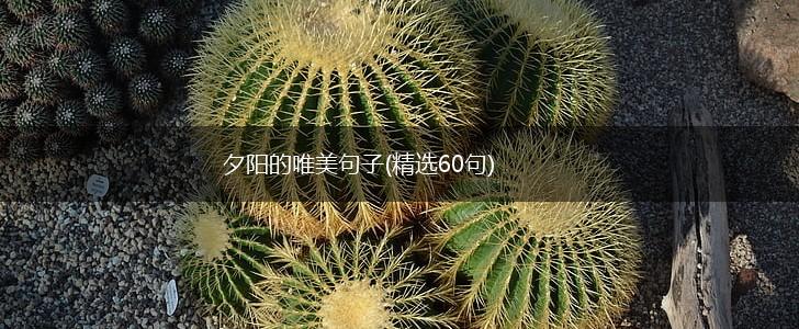 夕阳的唯美句子(精选60句),第1张
