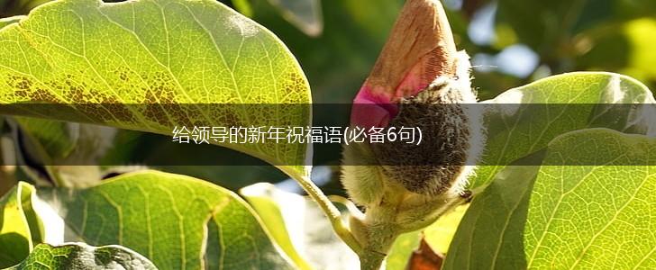 给领导的新年祝福语(必备6句),第1张