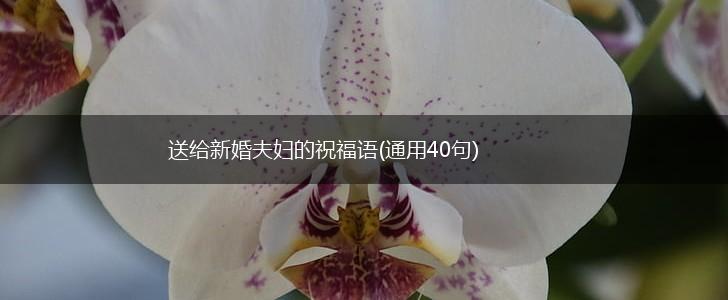 送给新婚夫妇的祝福语(通用40句),第1张