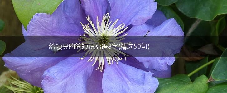 给领导的简短祝福语8字(精选50句),第1张