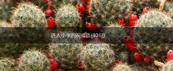 进入小学的祝福语(40句),第1张 进入小学的祝福语(40句),第1张