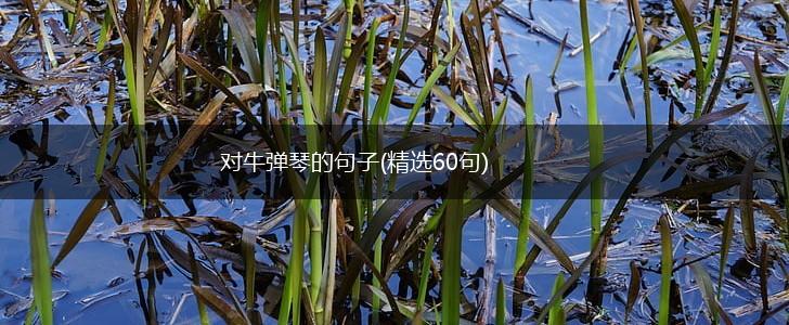 对牛弹琴的句子(精选60句),第1张