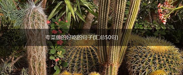 夸菜做的好吃的句子(汇总50句),第1张