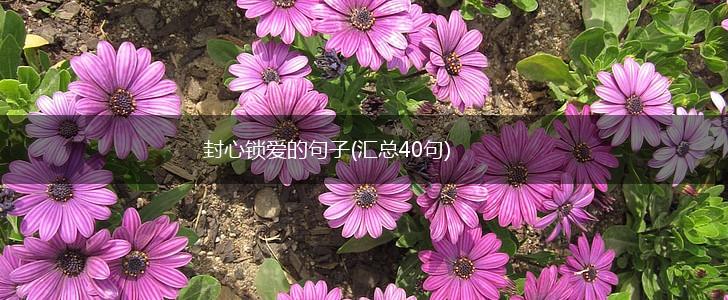 封心锁爱的句子(汇总40句),第1张