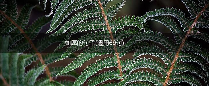 如愿的句子(通用69句),第1张