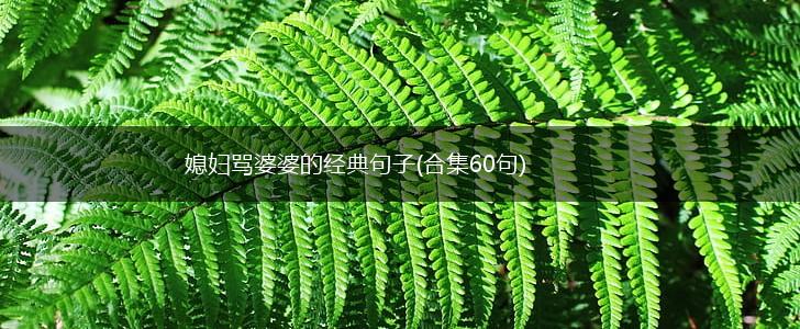 媳妇骂婆婆的经典句子(合集60句),第1张