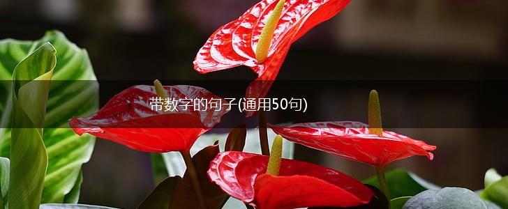 带数字的句子(通用50句),第1张