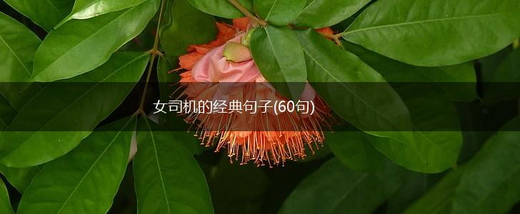 女司机的经典句子(60句),第1张