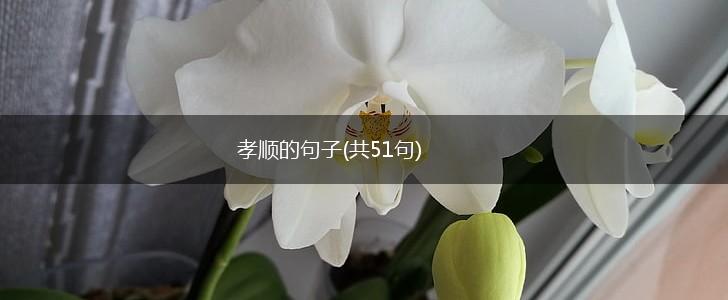 孝顺的句子(共51句),第1张