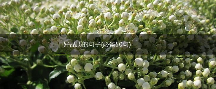 好品质的句子(必备50句),第1张