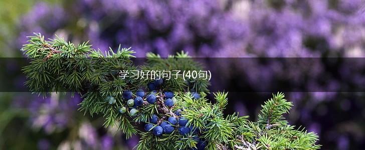学习好的句子(40句),第1张