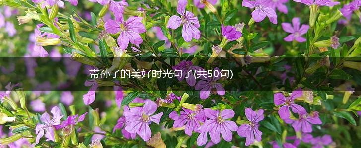 带孙子的美好时光句子(共50句),第1张