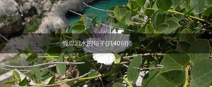 强忍泪水的句子(共40句),第1张
