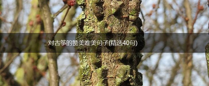 对古筝的赞美唯美句子(精选40句),第1张