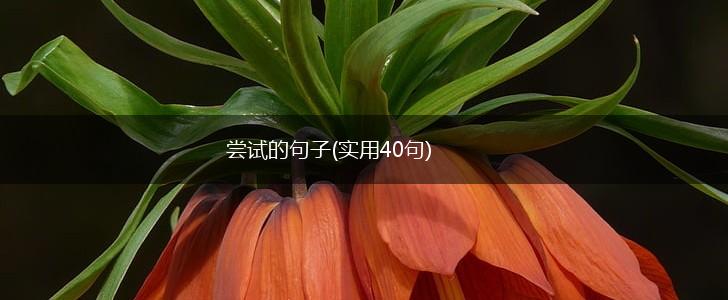 尝试的句子(实用40句),第1张