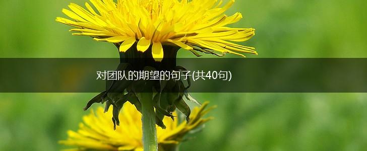 对团队的期望的句子(共40句),第1张