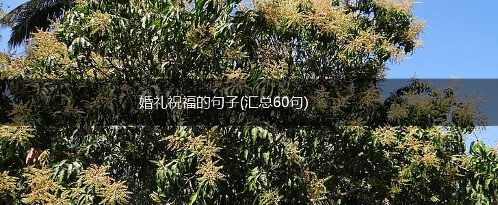 婚礼祝福的句子(汇总60句),第1张