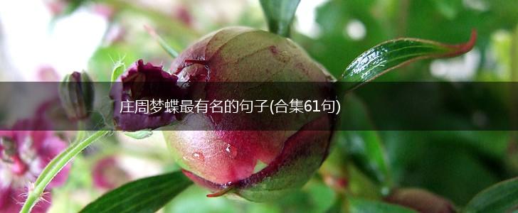 庄周梦蝶最有名的句子(合集61句),第1张