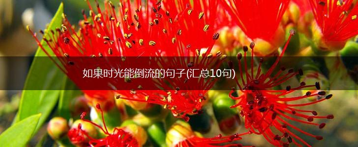 如果时光能倒流的句子(汇总10句),第1张