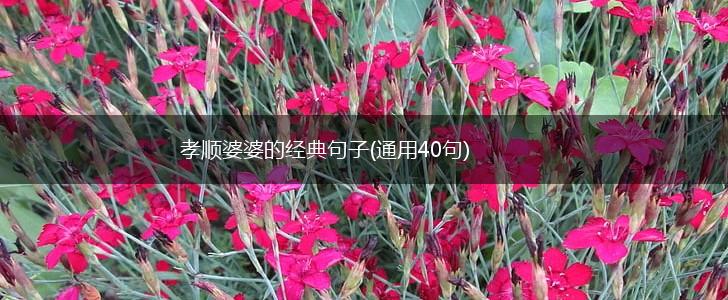 孝顺婆婆的经典句子(通用40句),第1张
