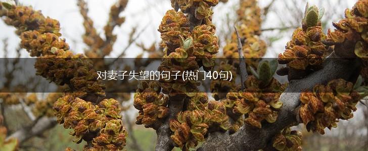 对妻子失望的句子(热门40句),第1张