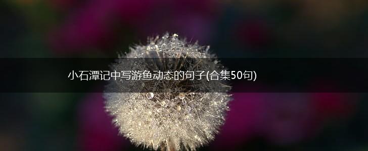 小石潭记中写游鱼动态的句子(合集50句),第1张