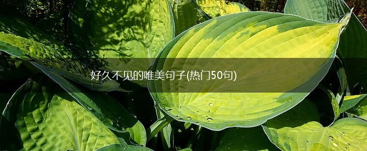 好久不见的唯美句子(热门50句),第1张