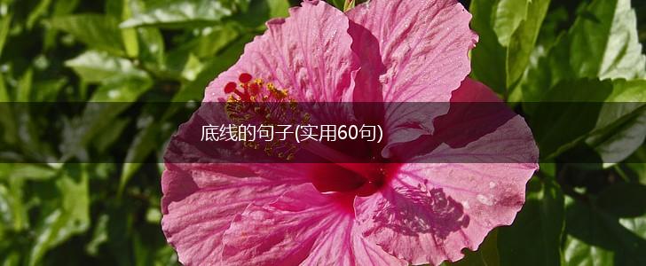 底线的句子(实用60句),第1张 底线的句子(实用60句),第1张