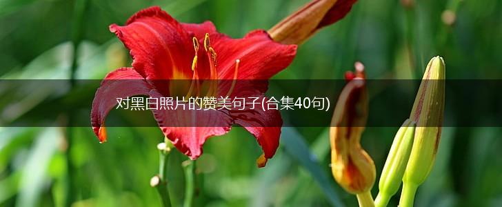 对黑白照片的赞美句子(合集40句),第1张