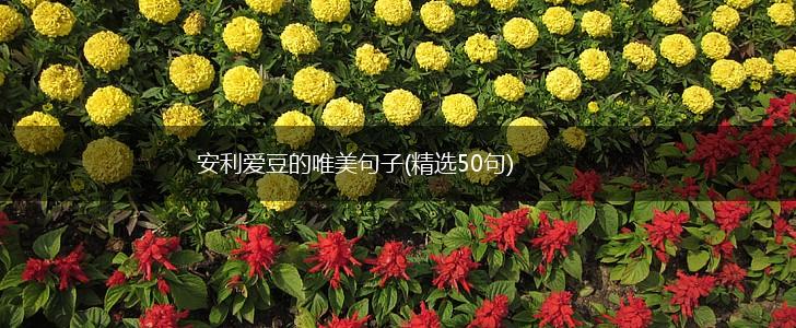 安利爱豆的唯美句子(精选50句),第1张