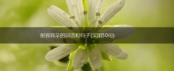 形容耳朵的词语和句子(实用50句),第1张